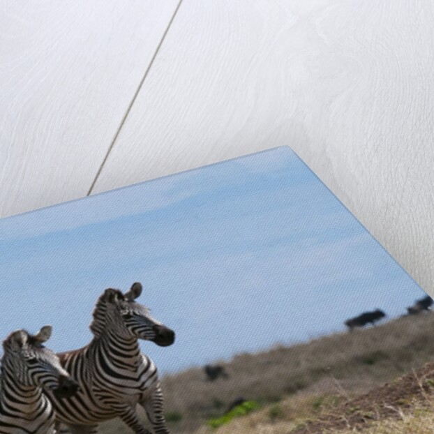 Plains zebras by Anonymous