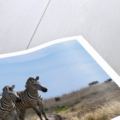 Plains zebras by Anonymous