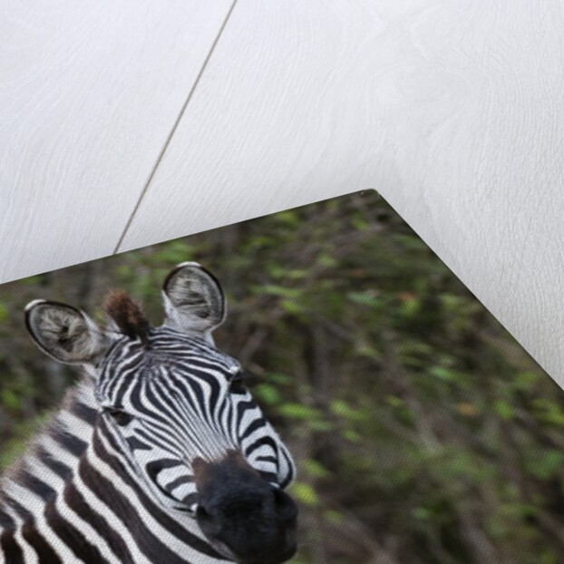 Plains zebra by Anonymous
