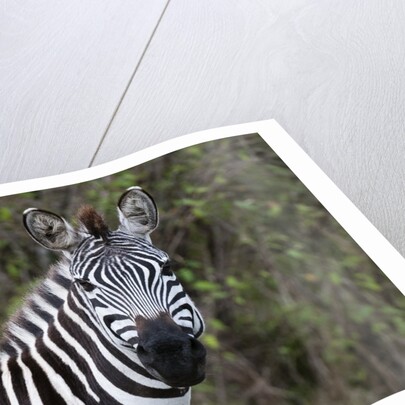 Plains zebra by Anonymous