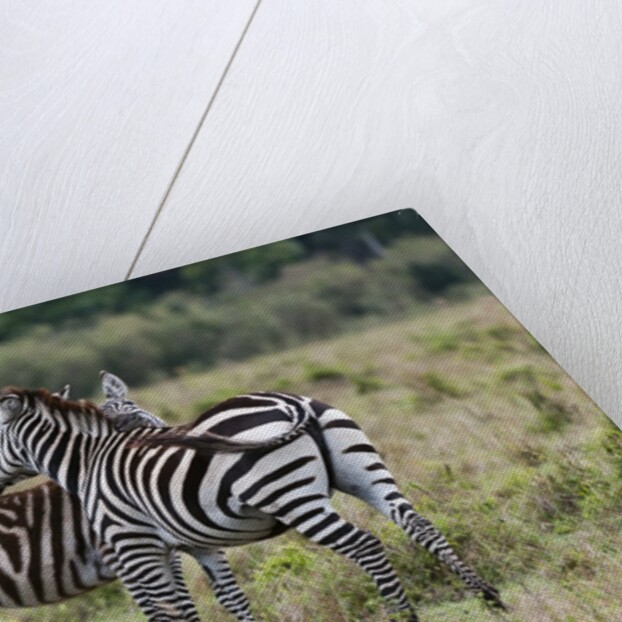 Plains zebras by Anonymous