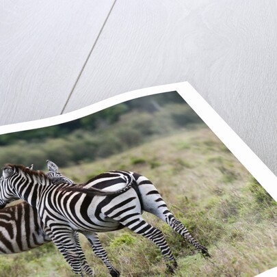 Plains zebras by Anonymous