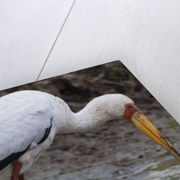 Yellow-billed stork by Anonymous