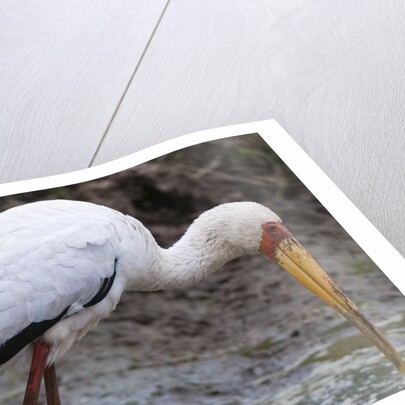 Yellow-billed stork by Anonymous