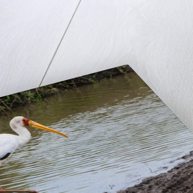 Yellow-billed stork by Anonymous