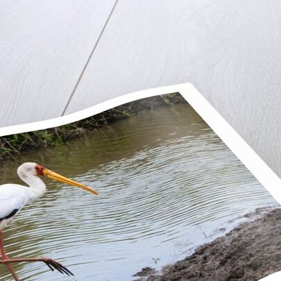 Yellow-billed stork by Anonymous