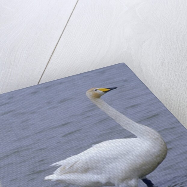 Family of Swans by Anonymous