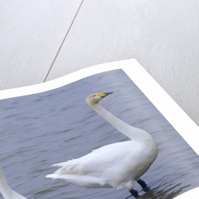 Family of Swans by Anonymous
