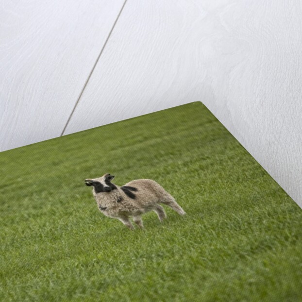 Lone sheep in the grass. by Anonymous