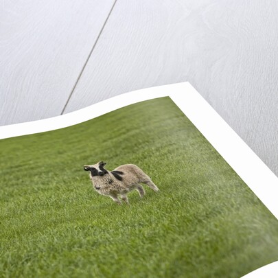 Lone sheep in the grass. by Anonymous