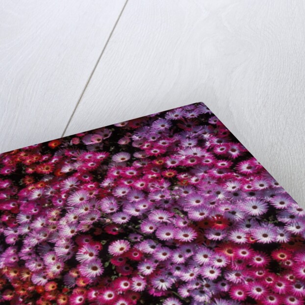 Pink annual summer flowers by Anonymous