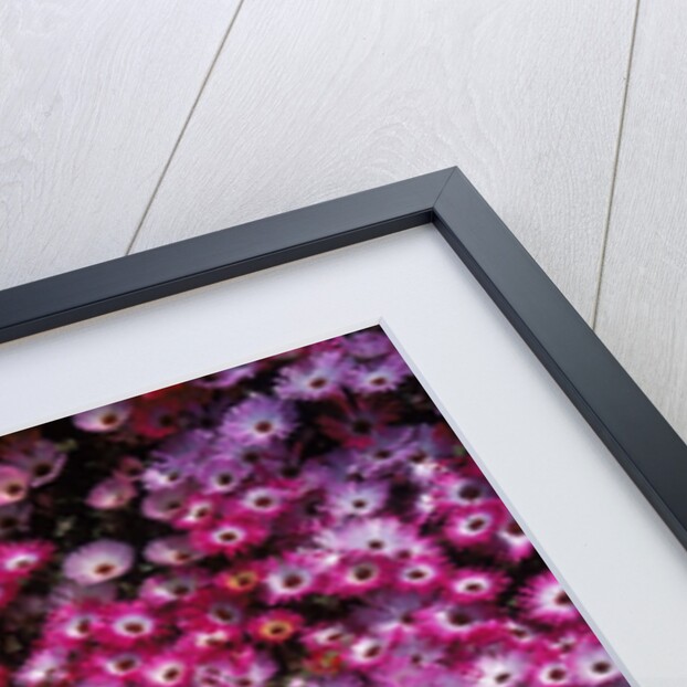 Pink annual summer flowers by Anonymous