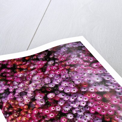 Pink annual summer flowers by Anonymous