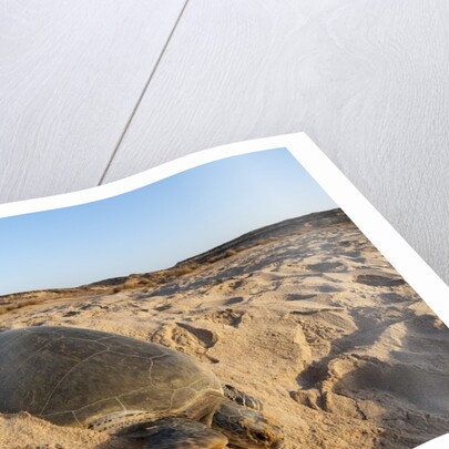 Green turtle by Anonymous