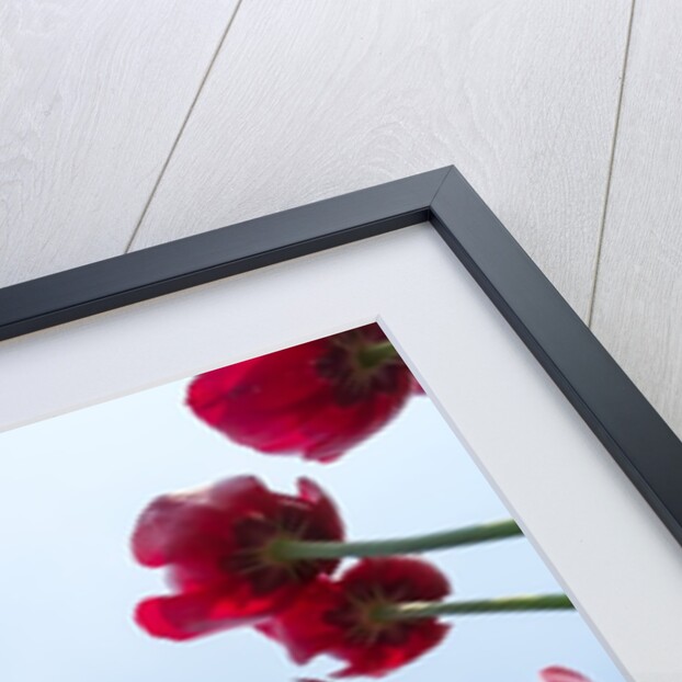 Looking up at tulip blossoms against blue sunny sky by Anonymous