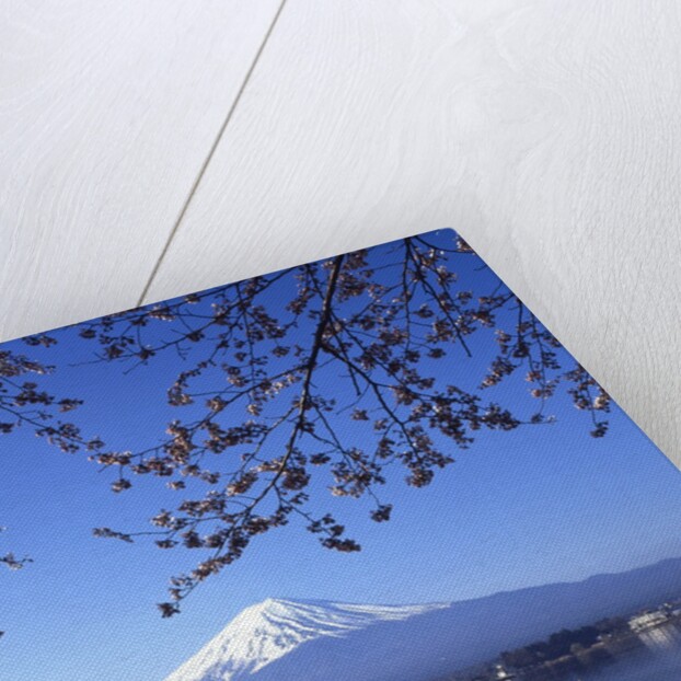 Cherry blossom with Mount Fuji and Lake Kawaguchi in background, Fuji-Hakone-Izu National Park, Japan by Anonymous