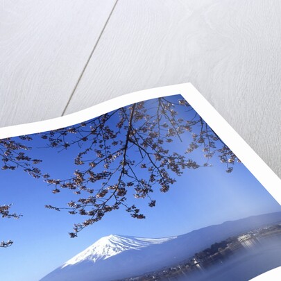 Cherry blossom with Mount Fuji and Lake Kawaguchi in background, Fuji-Hakone-Izu National Park, Japan by Anonymous
