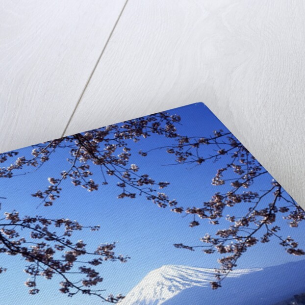 Cherry blossom with Mount Fuji and Lake Kawaguchi in background, Fuji-Hakone-Izu National Park, Japan by Anonymous