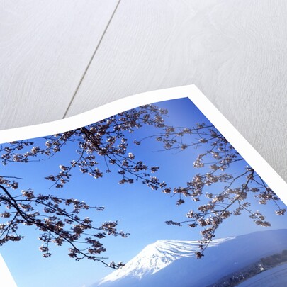 Cherry blossom with Mount Fuji and Lake Kawaguchi in background, Fuji-Hakone-Izu National Park, Japan by Anonymous