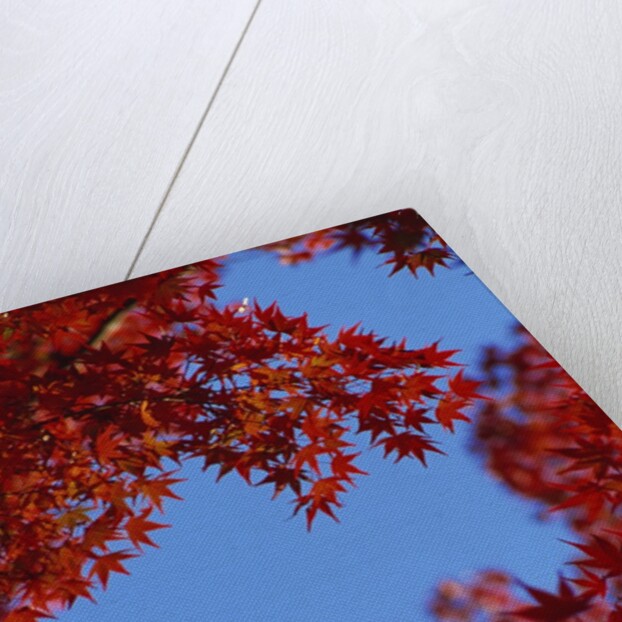 Directly below view of autumn leaves, Kyoto, Kyoto Urban Prefecture, Kinki Region, Japan by Anonymous