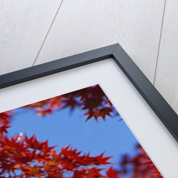 Directly below view of autumn leaves, Kyoto, Kyoto Urban Prefecture, Kinki Region, Japan by Anonymous