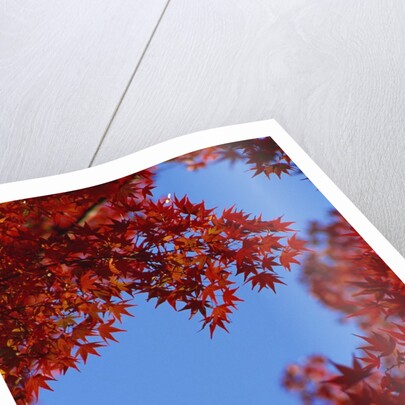 Directly below view of autumn leaves, Kyoto, Kyoto Urban Prefecture, Kinki Region, Japan by Anonymous