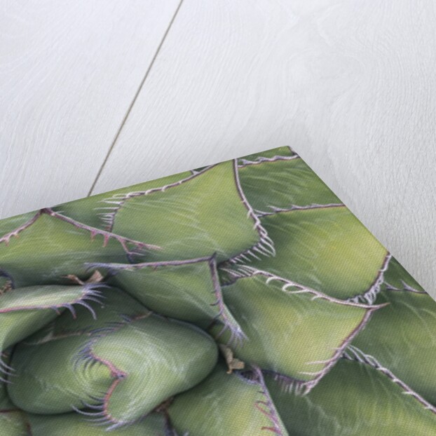 Agave by Anonymous