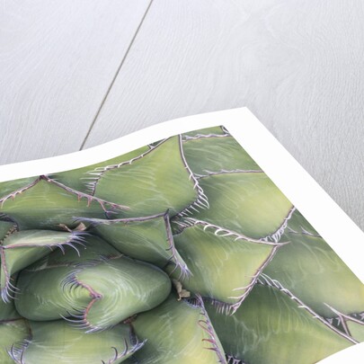 Agave by Anonymous