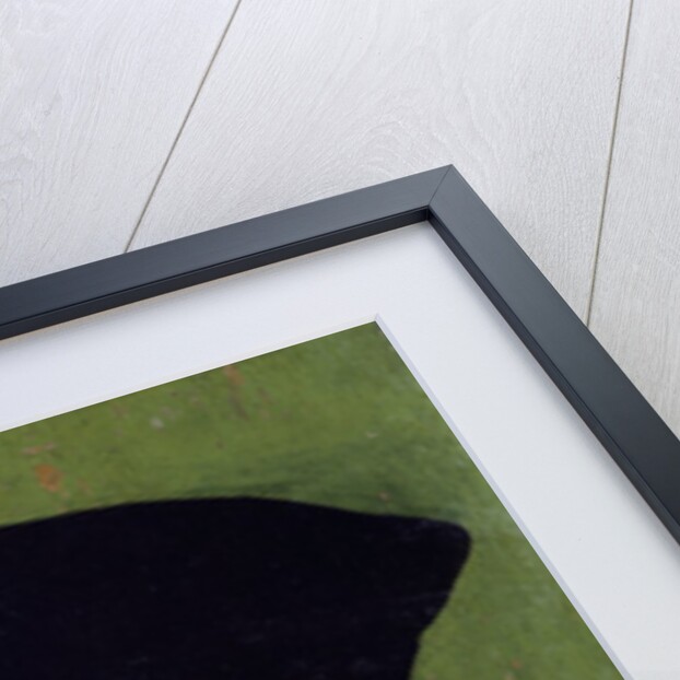 Portrait of Sir Thomas More by Anonymous