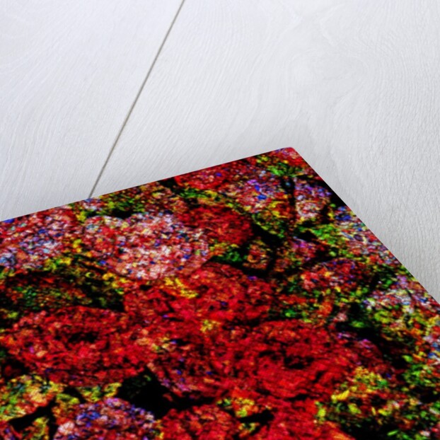 Red Flowers by Anonymous