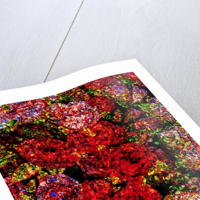 Red Flowers by Anonymous