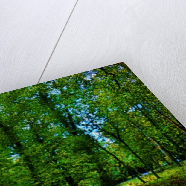 Green by Anonymous
