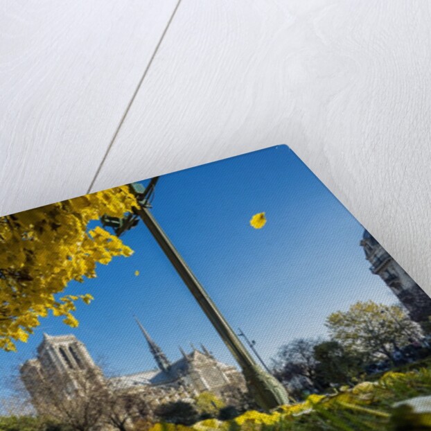 View of the Cathedrale (cathedral) de Notre Dame from Place (square) Rene Viviani in autumn by Anonymous