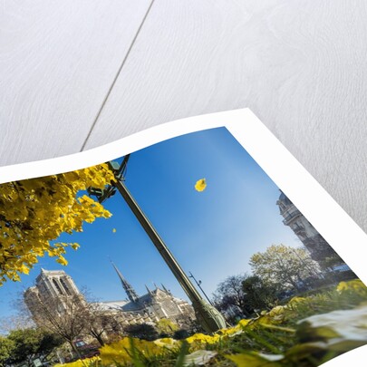 View of the Cathedrale (cathedral) de Notre Dame from Place (square) Rene Viviani in autumn by Anonymous
