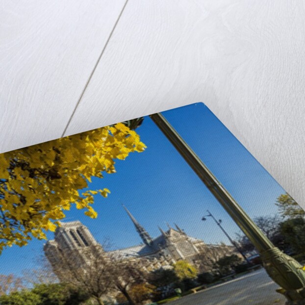 View of the Cathedrale (cathedral) de Notre Dame from Place (square) Rene Viviani in autumn by Anonymous