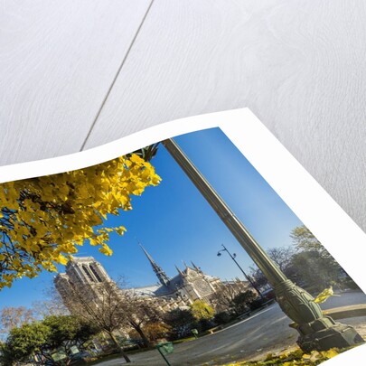 View of the Cathedrale (cathedral) de Notre Dame from Place (square) Rene Viviani in autumn by Anonymous