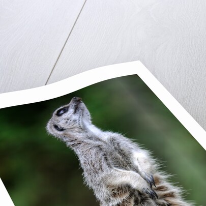 Meerkat by Anonymous
