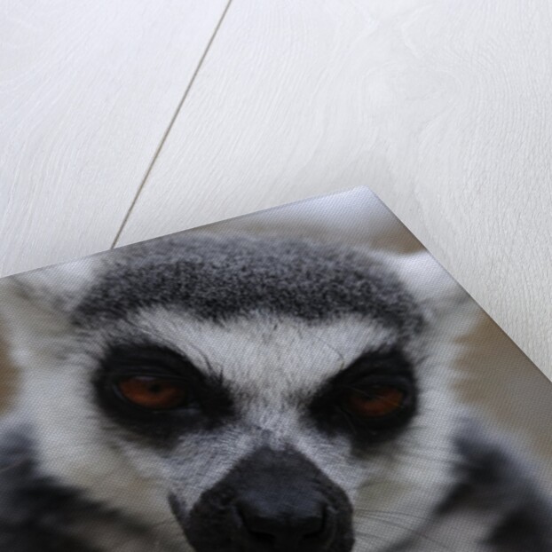 Ring Tailed Lemur by Anonymous