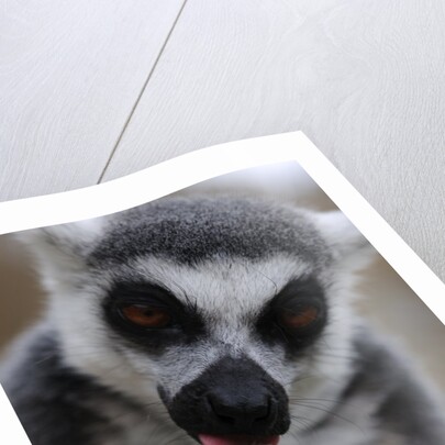 Ring Tailed Lemur by Anonymous