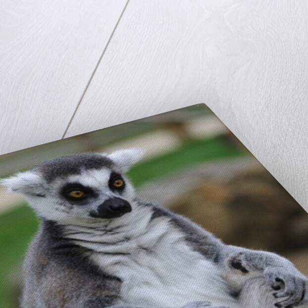 Ring Tailed Lemur by Anonymous