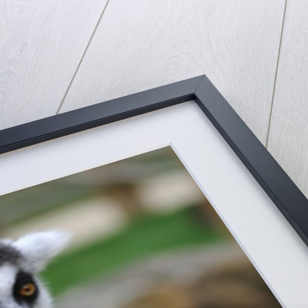 Ring Tailed Lemur by Anonymous