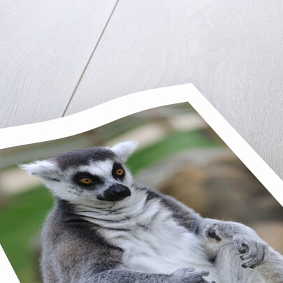 Ring Tailed Lemur by Anonymous