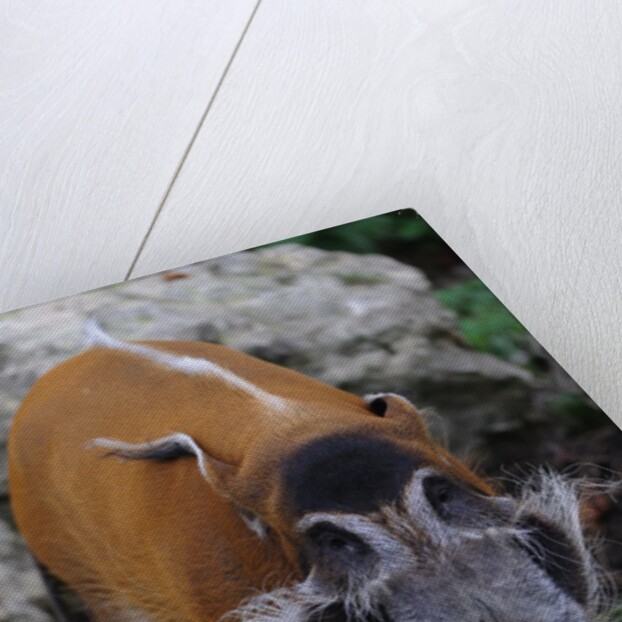 Red River Hog by Anonymous