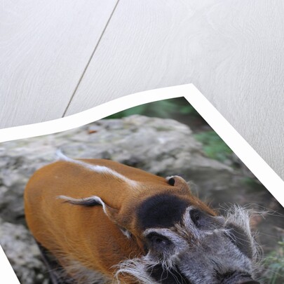 Red River Hog by Anonymous