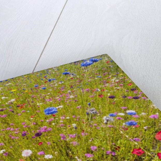 Eden Project by Anonymous