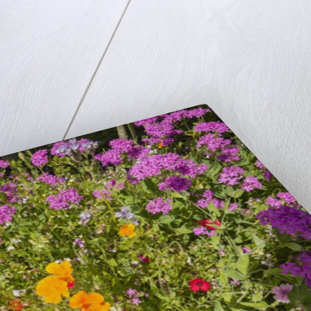 Eden Project by Anonymous