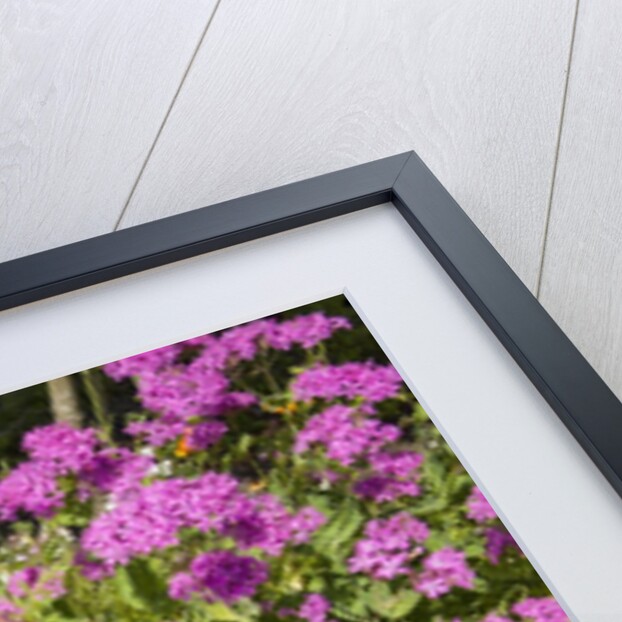 Eden Project by Anonymous