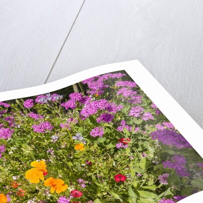 Eden Project by Anonymous