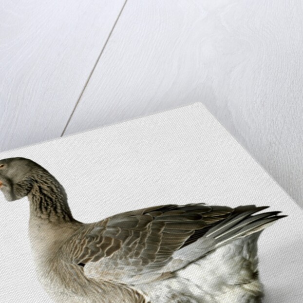 Toulouse Gander by Anonymous