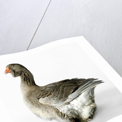 Toulouse Gander by Anonymous